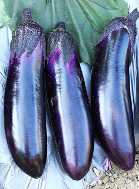 烧烤长茄子种子种籽苗黑紫色长茄特大茄苗带土大全秧苗蔬菜孑秧