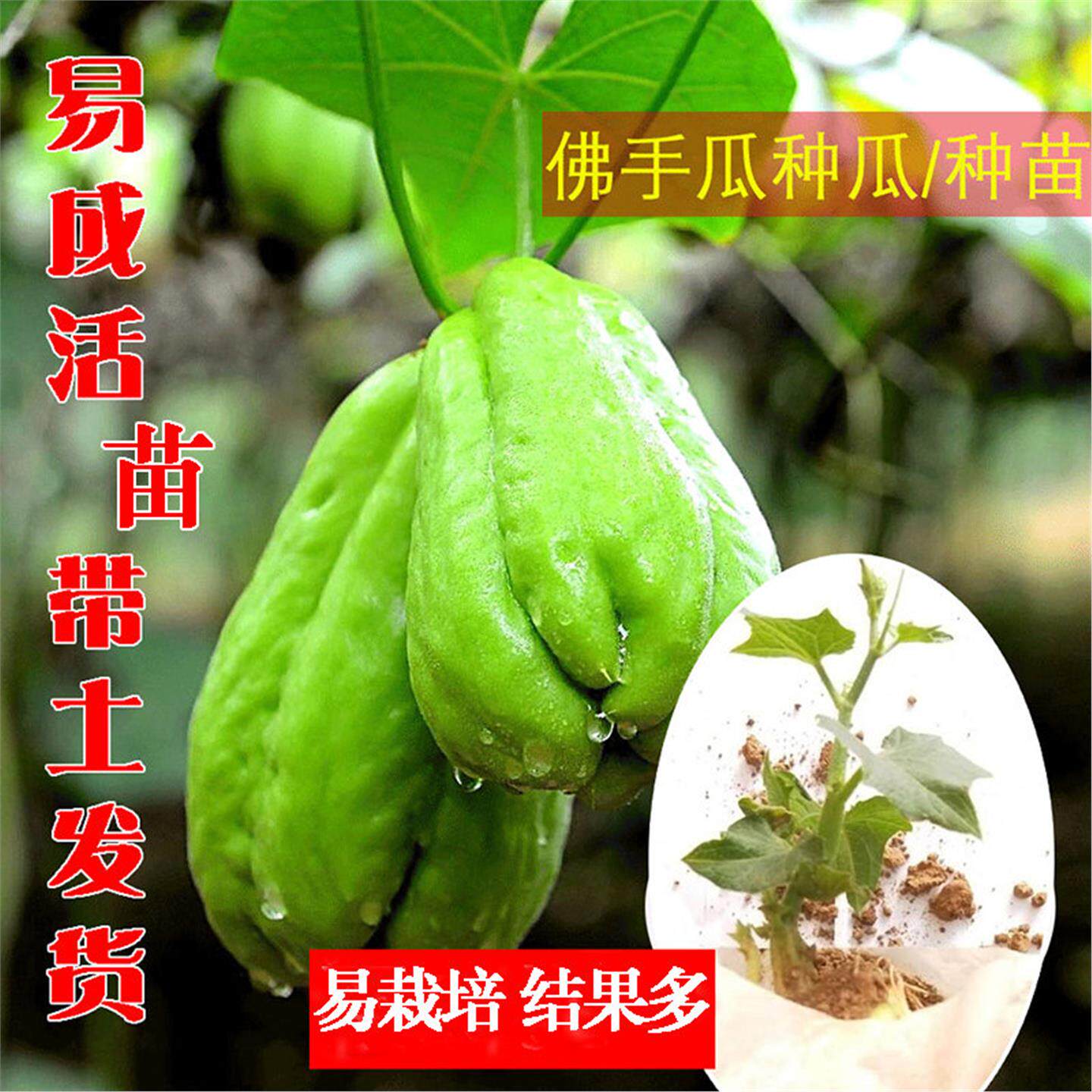 佛手瓜苗种籽孑带芽扶春秋