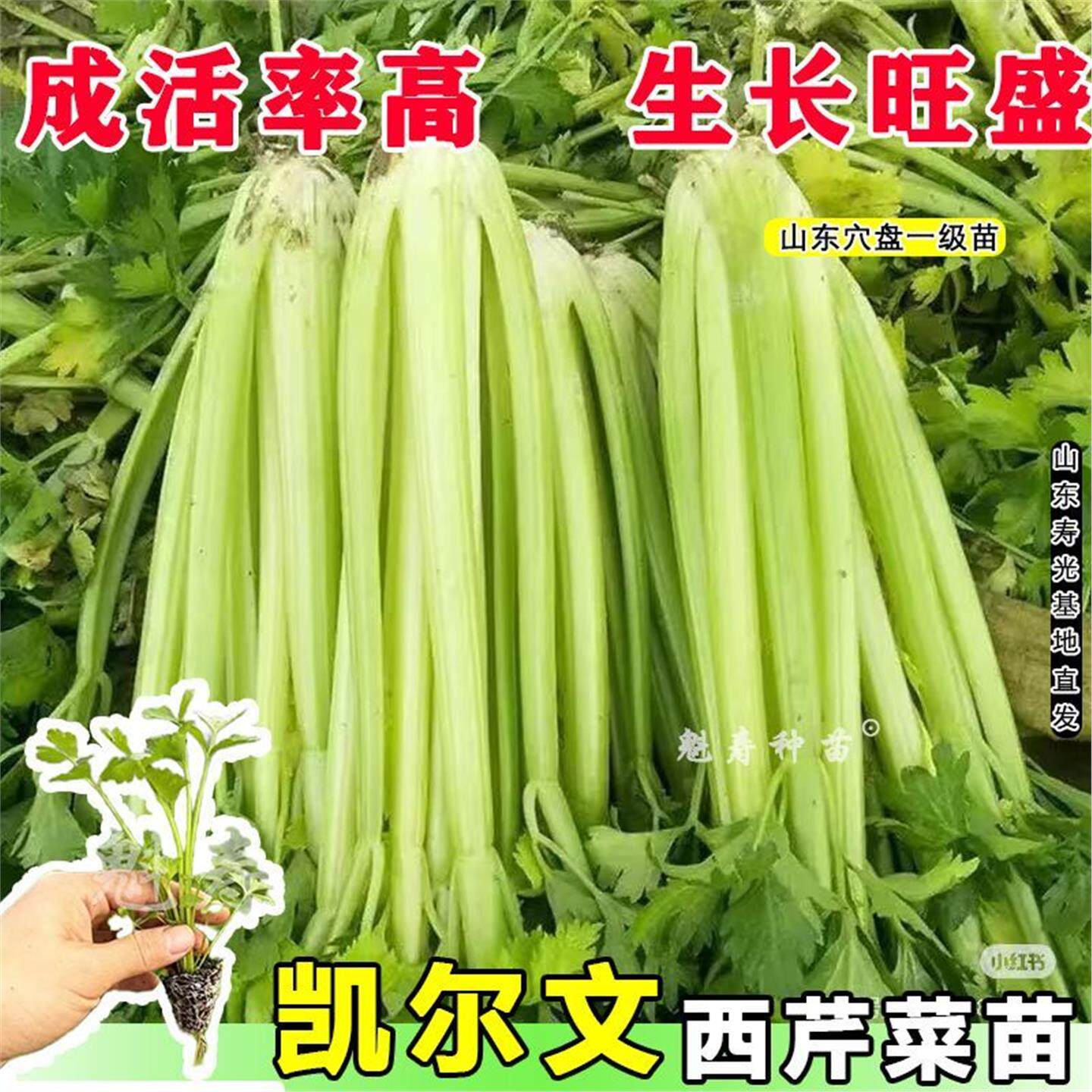 嫩脆高产皇后芹莱苗秧早熟