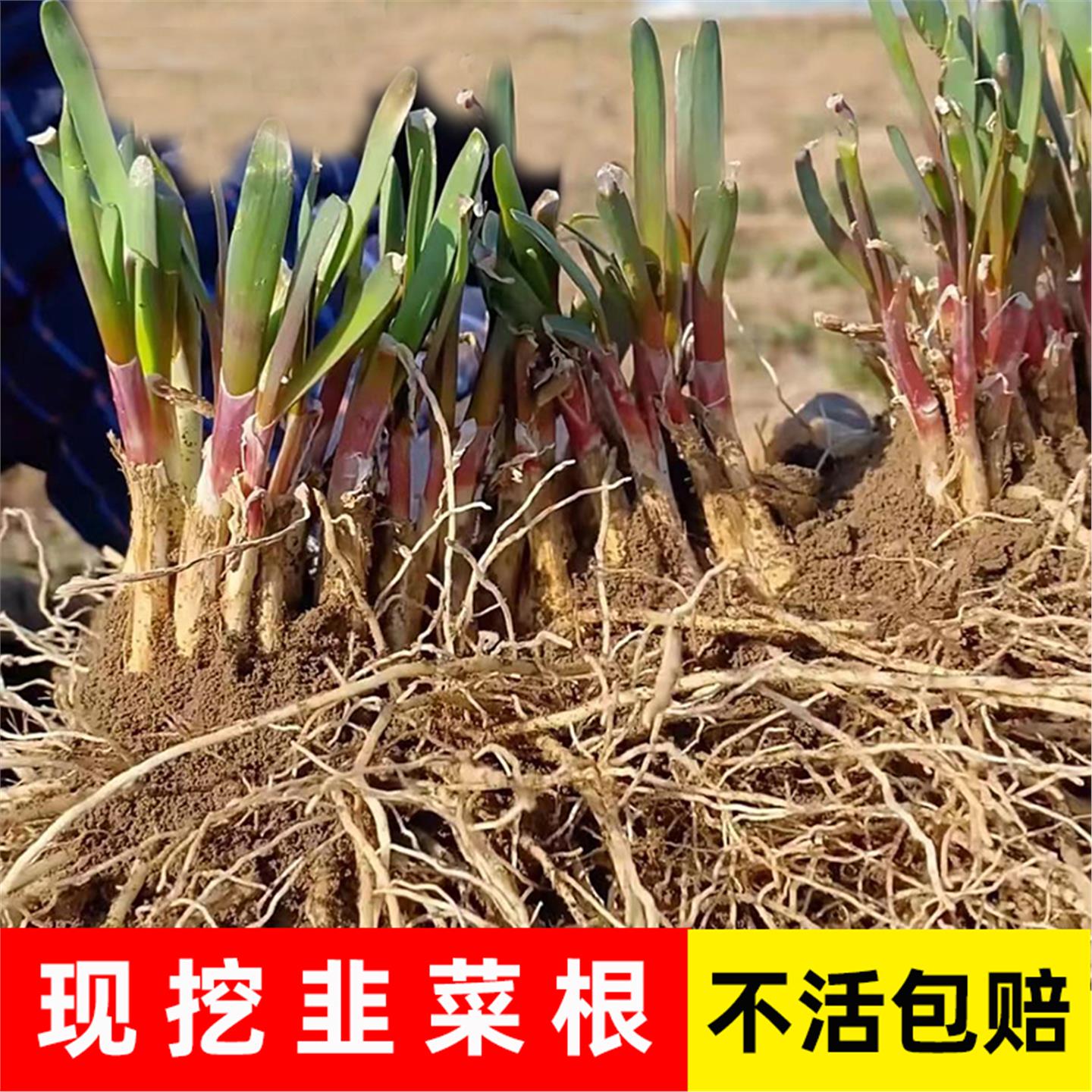 四季紫根韭菜苗宽叶红本地