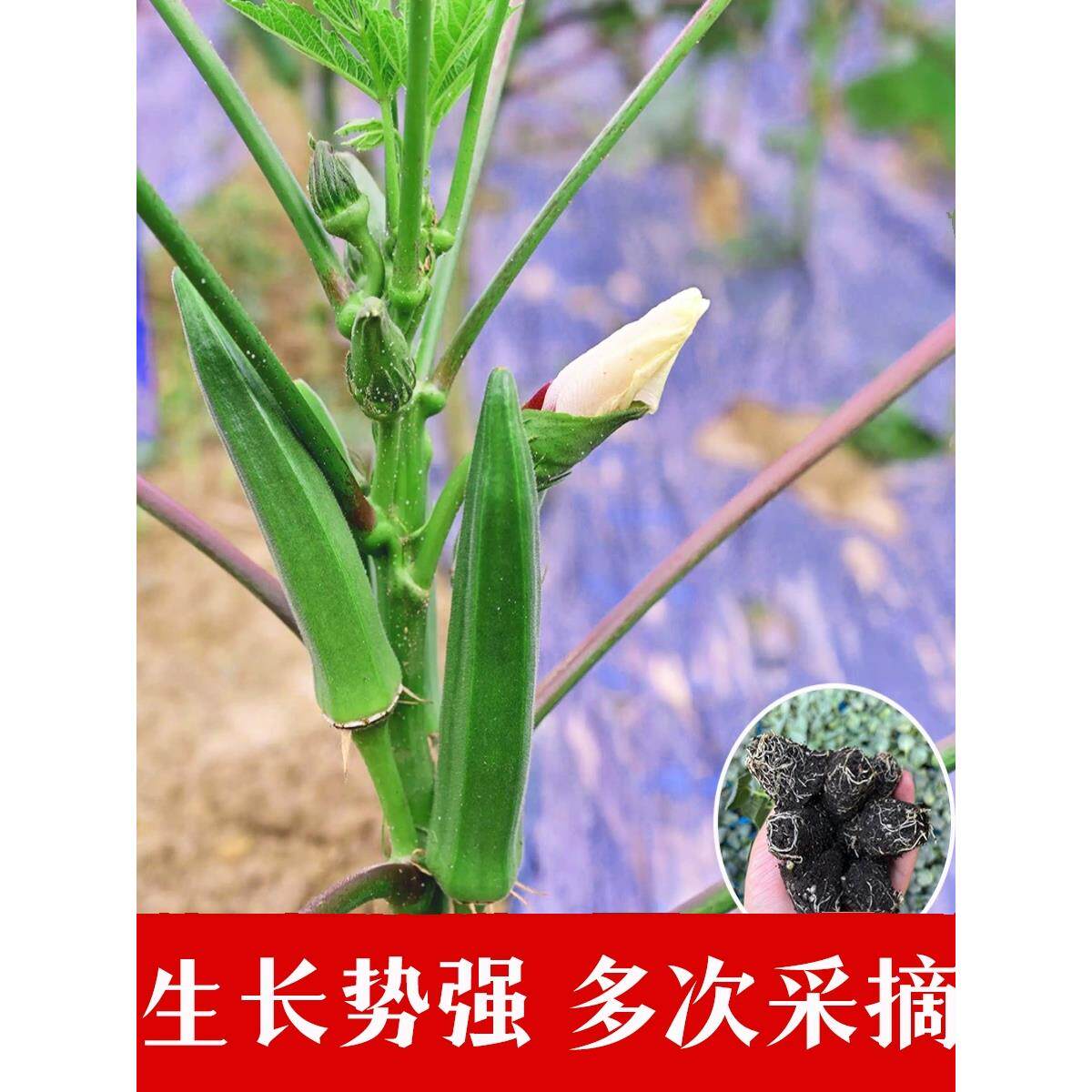 水果秋葵寿光基地秧苗耐热