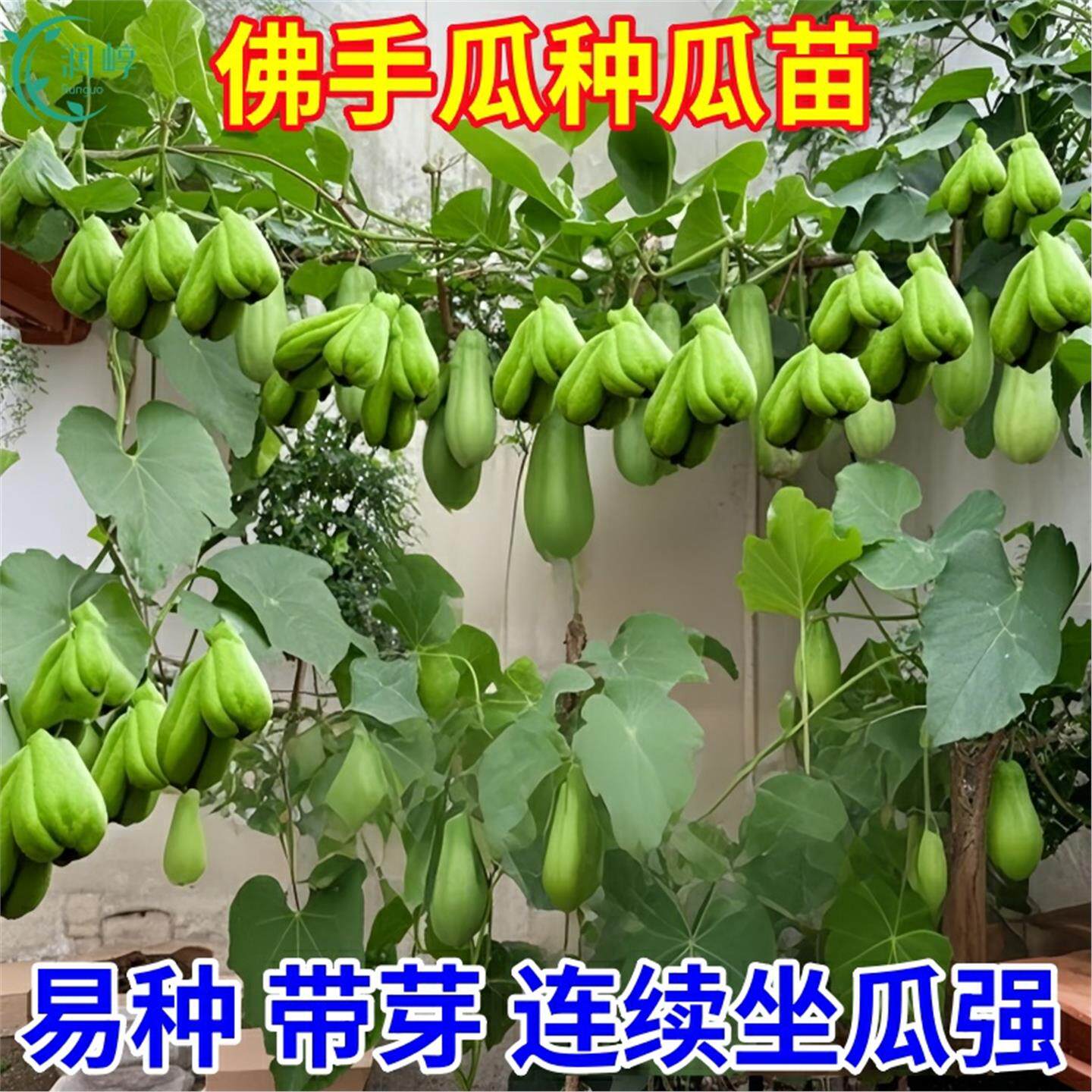 佛手瓜苗秧种爬藤蔬菜子带