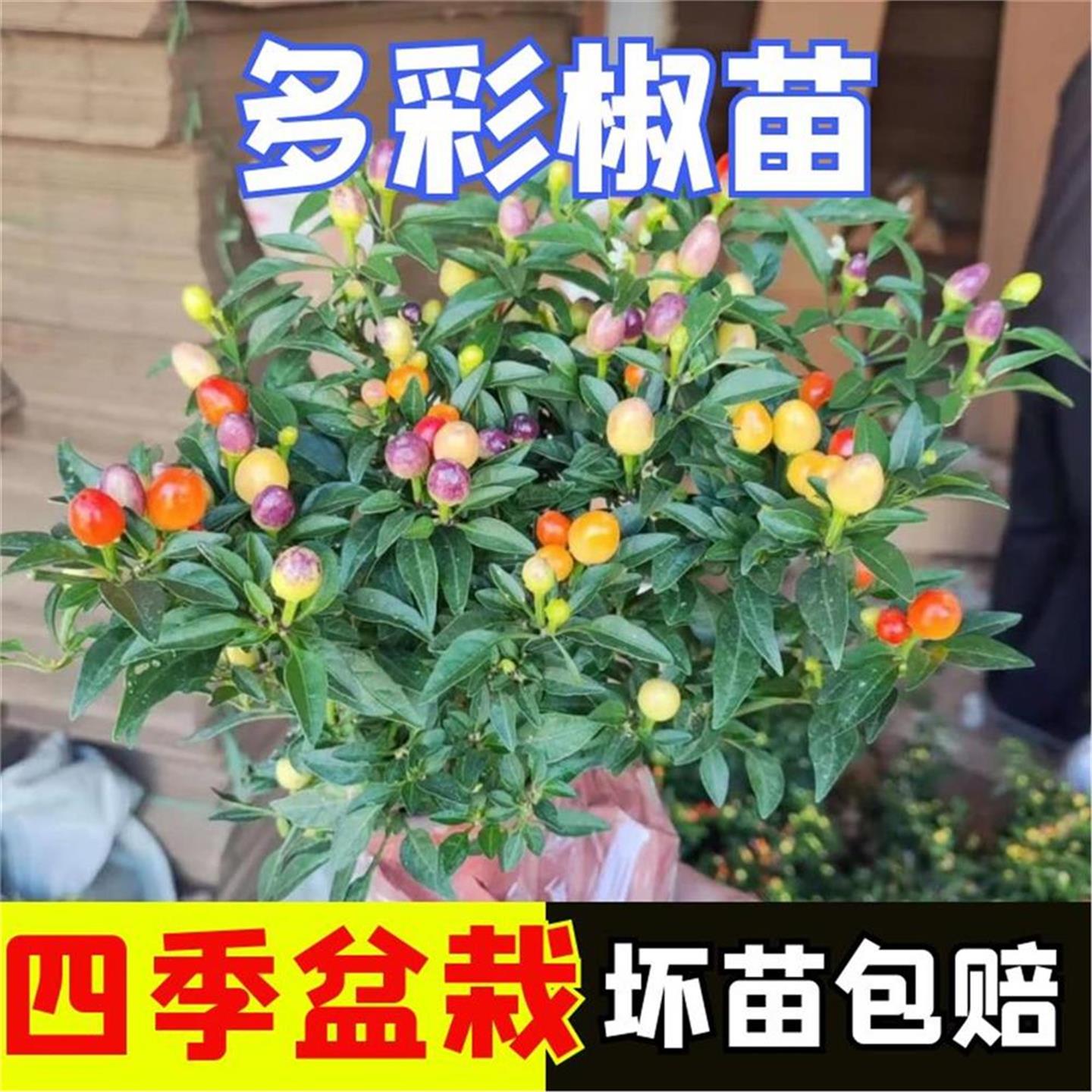七彩椒盆栽树苗可食用小辣