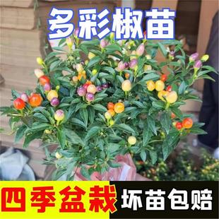 七彩椒盆栽树苗可食用小辣椒五彩椒小朝天椒阳台多彩带果室内绿植
