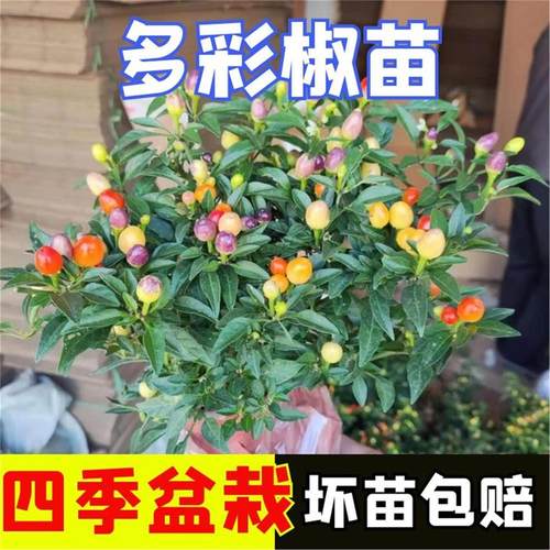 七彩椒盆栽树苗可食用小辣