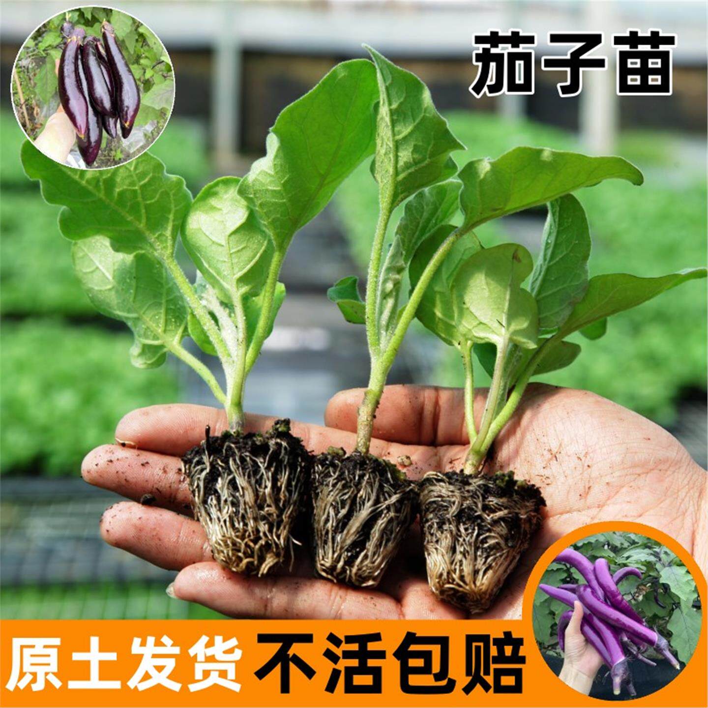 茄子苗秧蔬菜大全四季盆栽