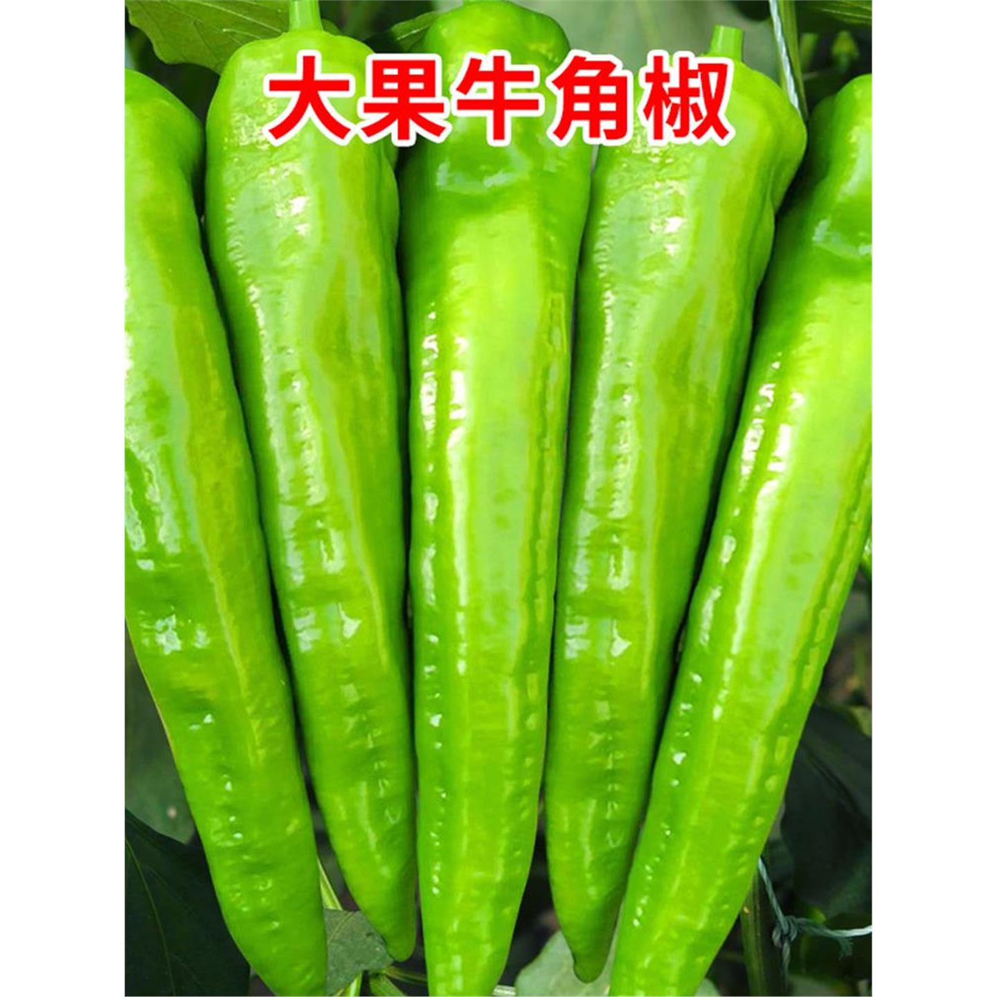 东北大汉牛角椒种子苗带土