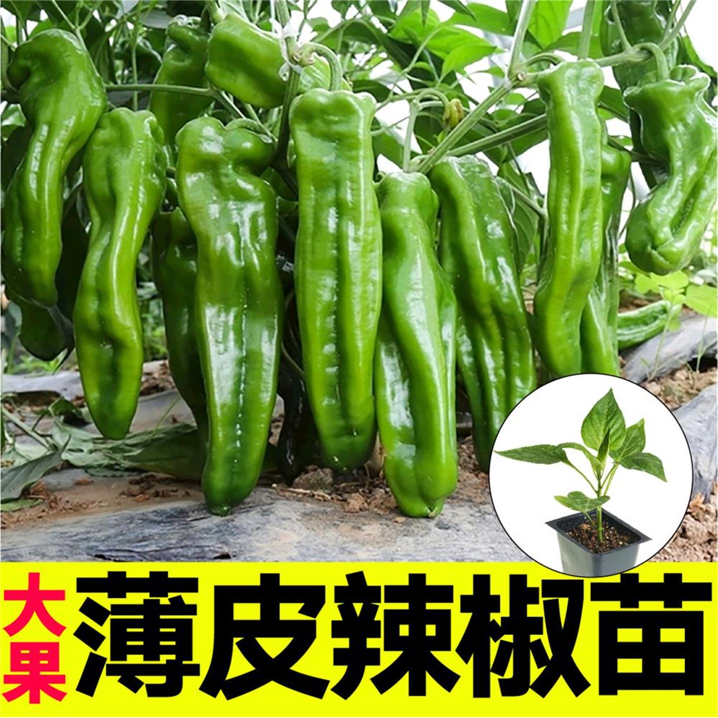 山东寿光薄皮辣椒苗秧大果