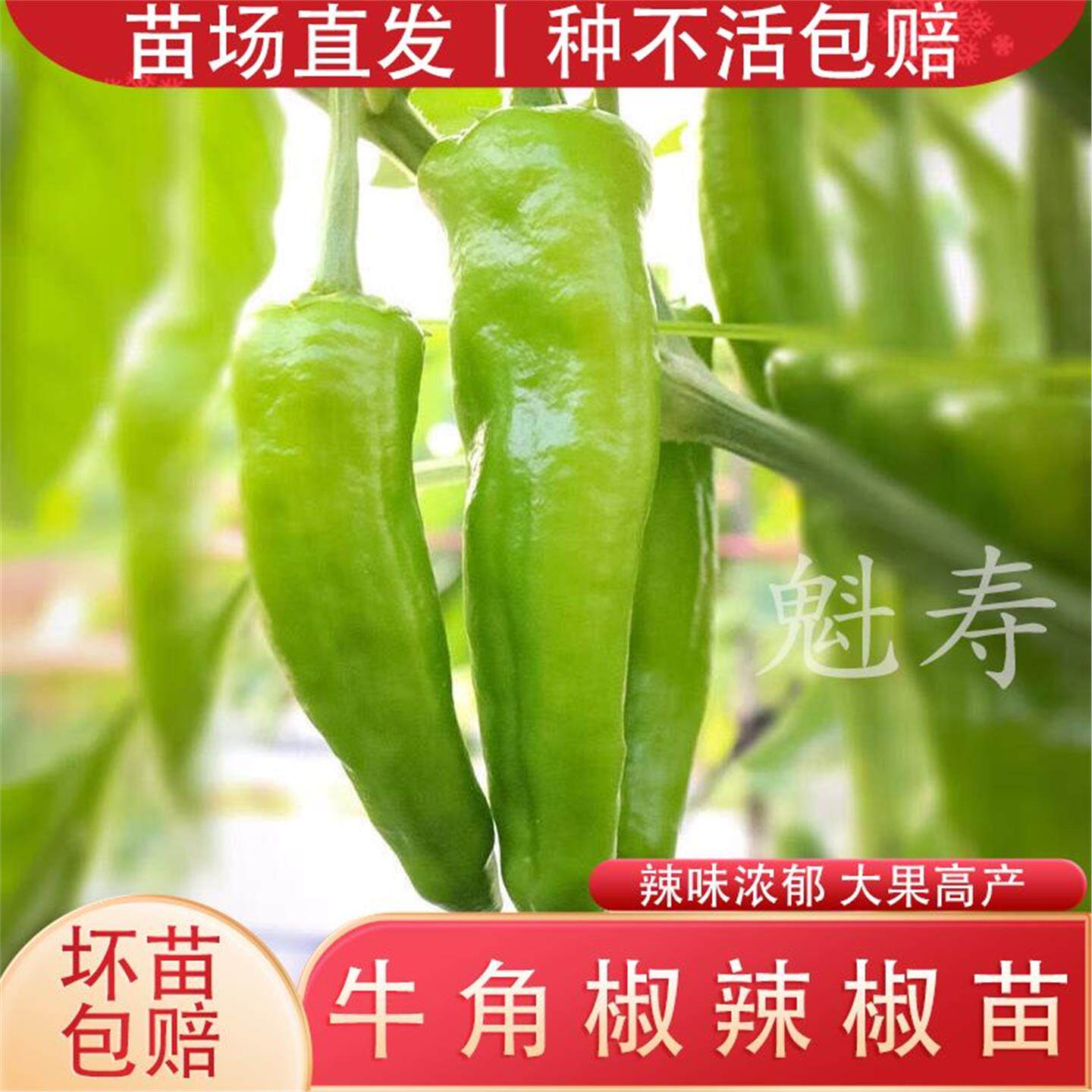 特大牛角椒种子苗秧辣籽青