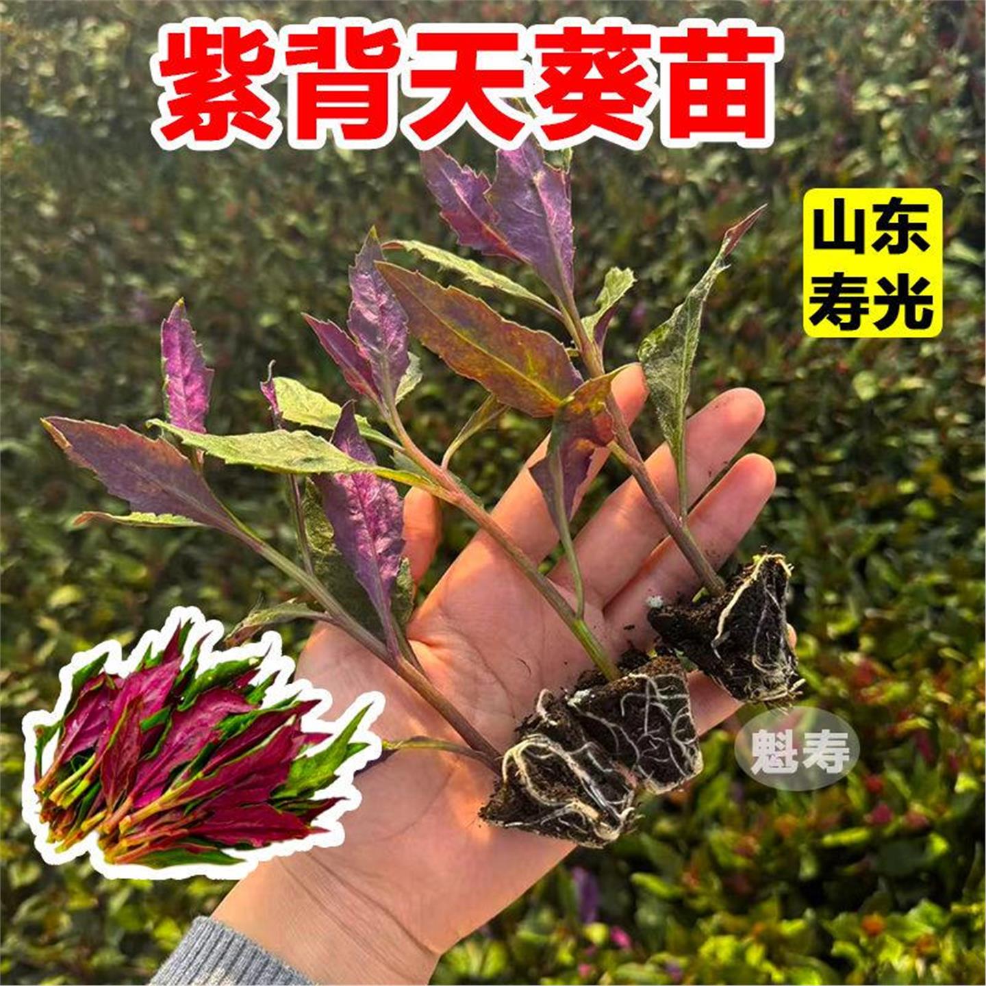 紫背天葵苗菜血皮四季盆栽