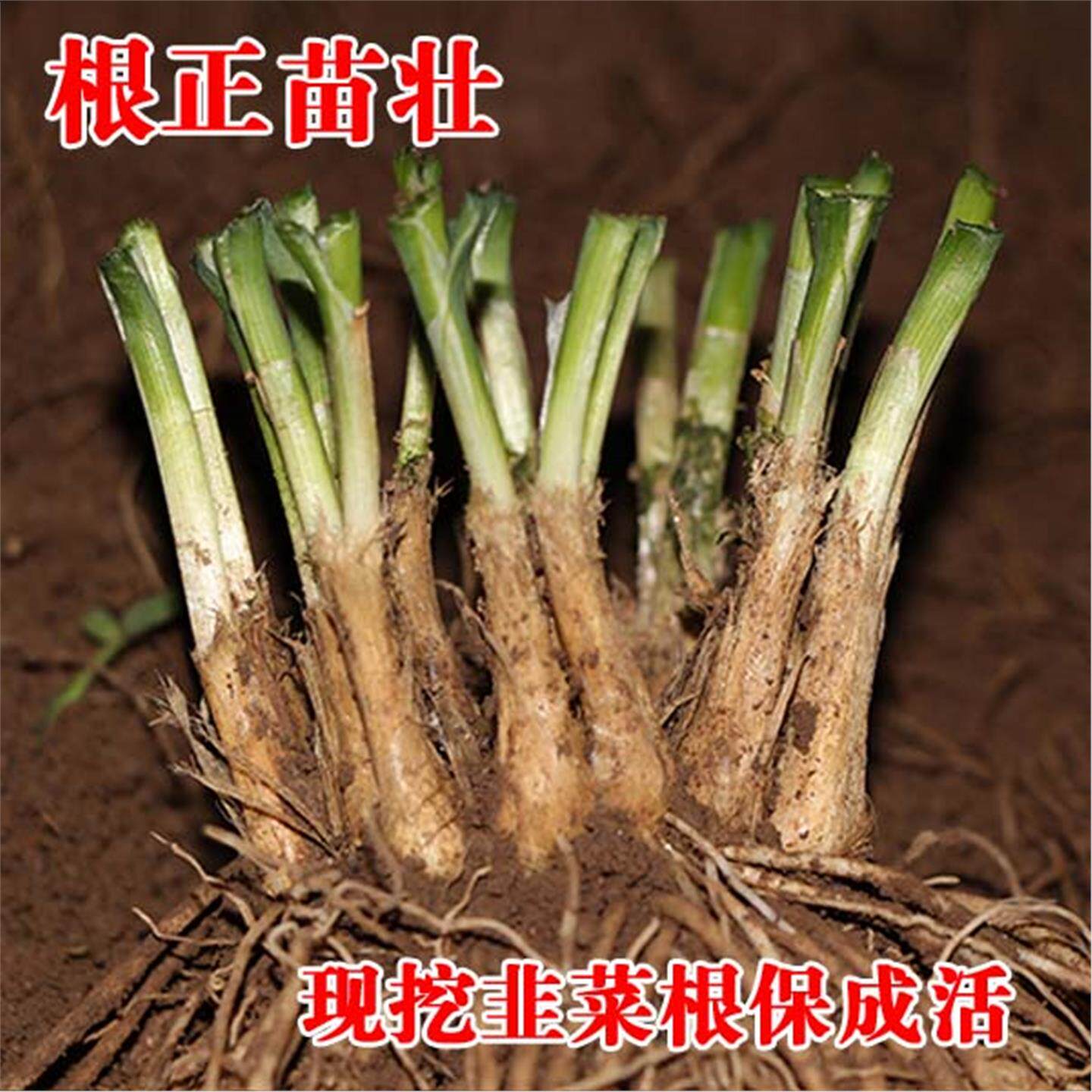 韭菜根苗农家四季壮寿光蔬