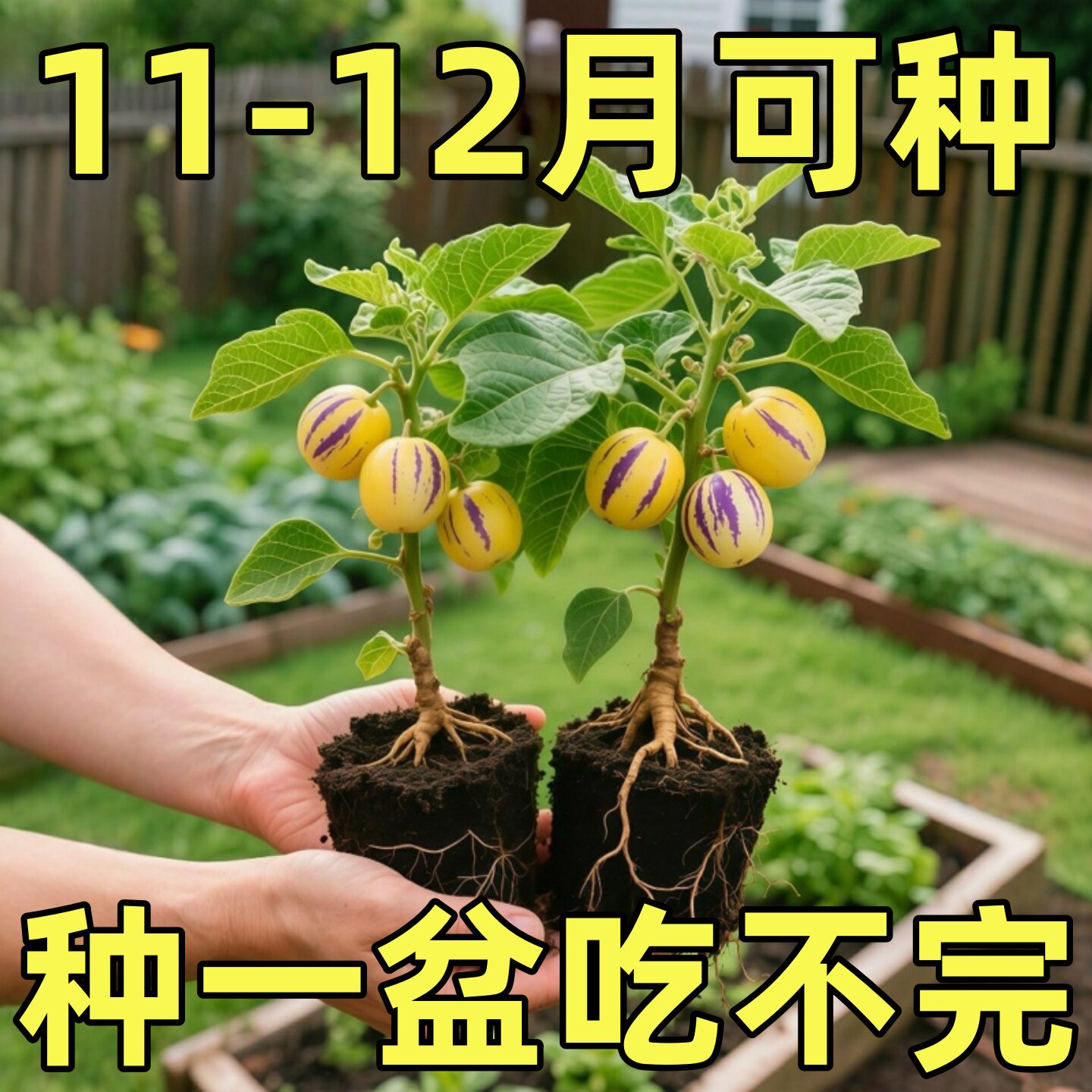 奶香人参果树苗带生秧种籽