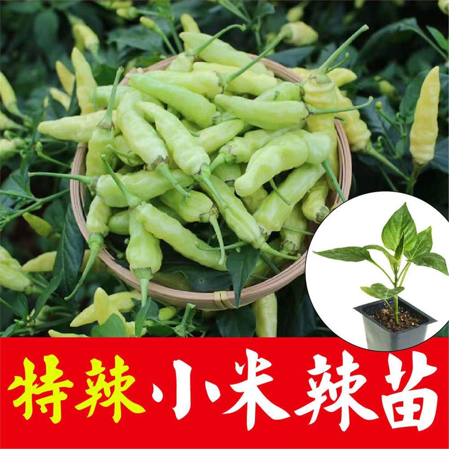 特辣超小米椒苗秧种子腌制