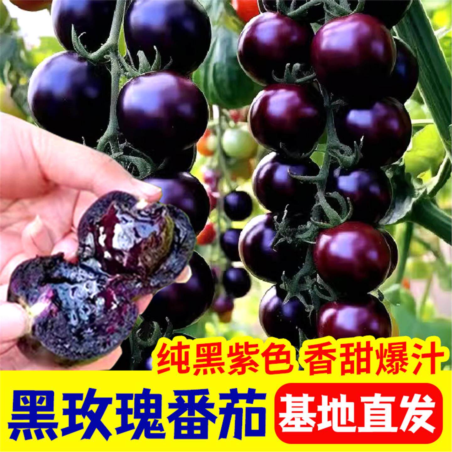 紫色黑玫瑰番茄苗秧西红柿种子白妃金玲珑番茄高产四季苗