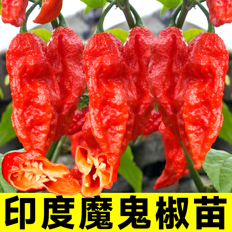 印度魔鬼椒种子苗正宗辣籽