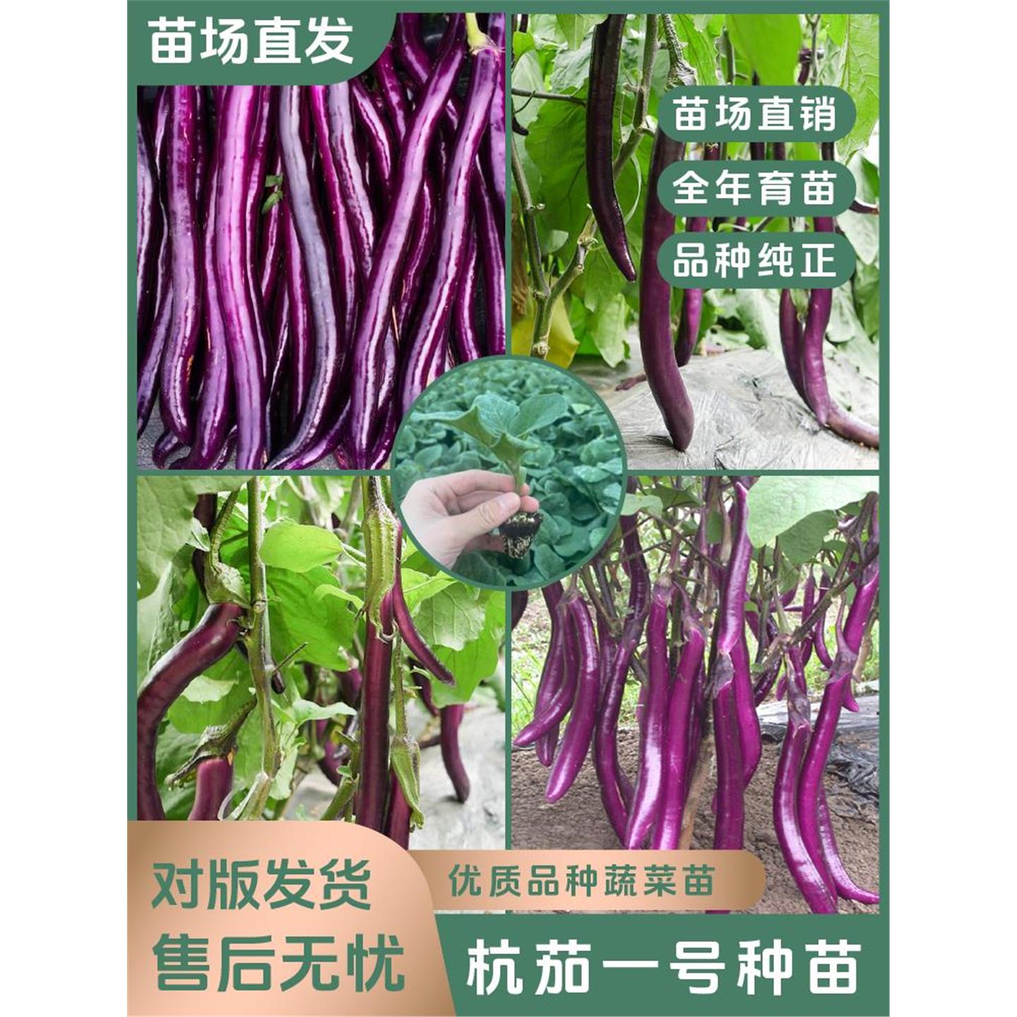 【线茄苗】杭一号长子大紫
