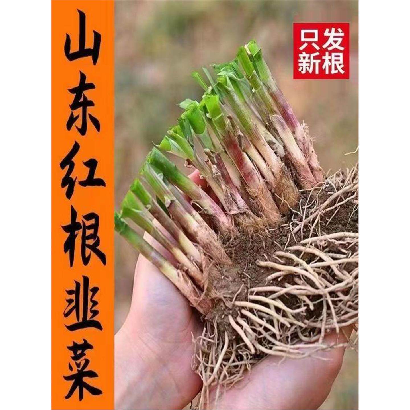 新挖韭菜根四季种子头茬