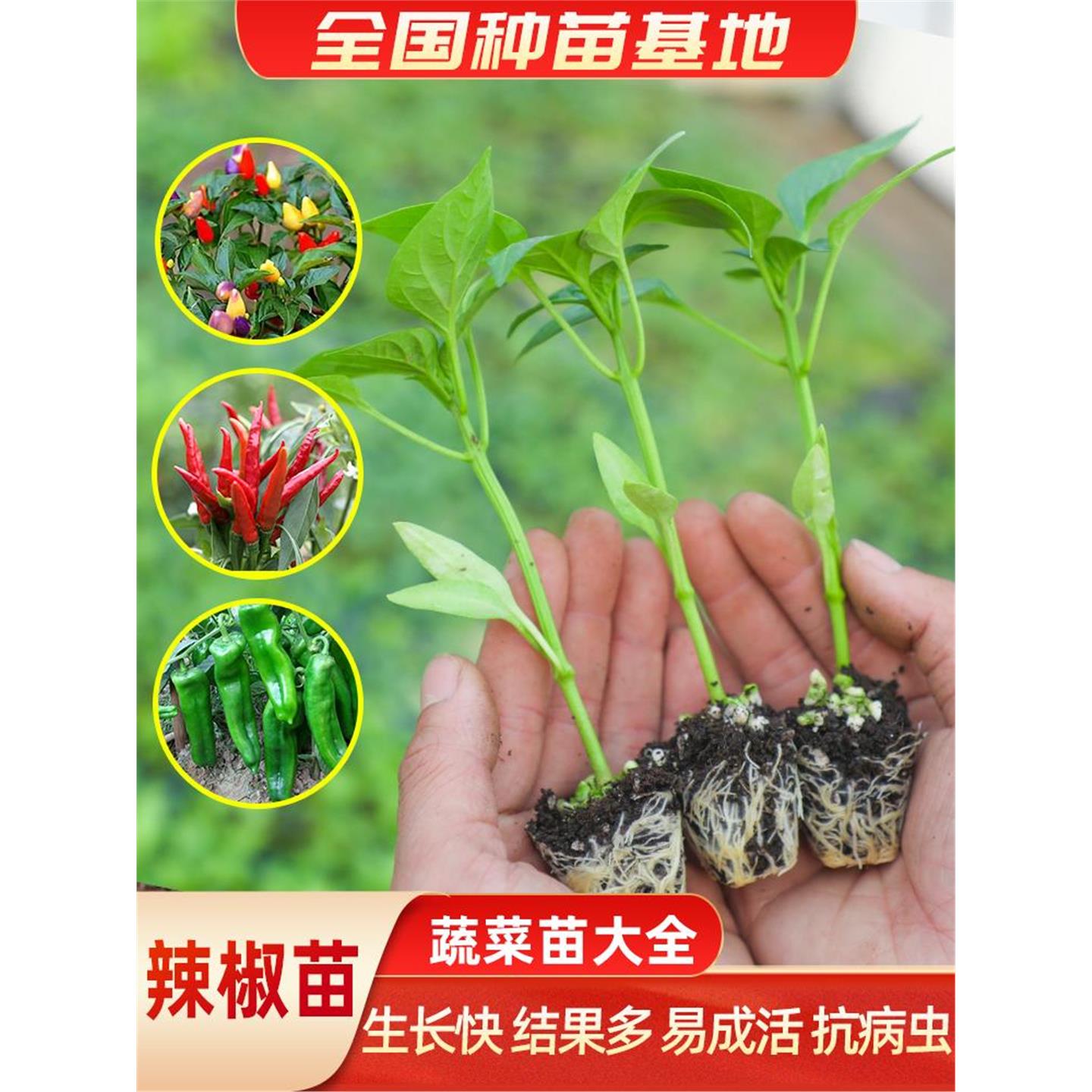 红白小米辣椒苗特盆栽七彩