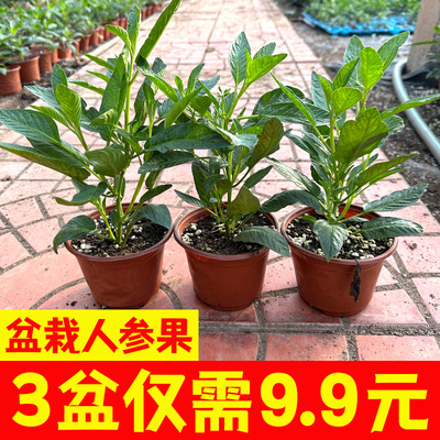 盆栽人参果树苗大带土当年