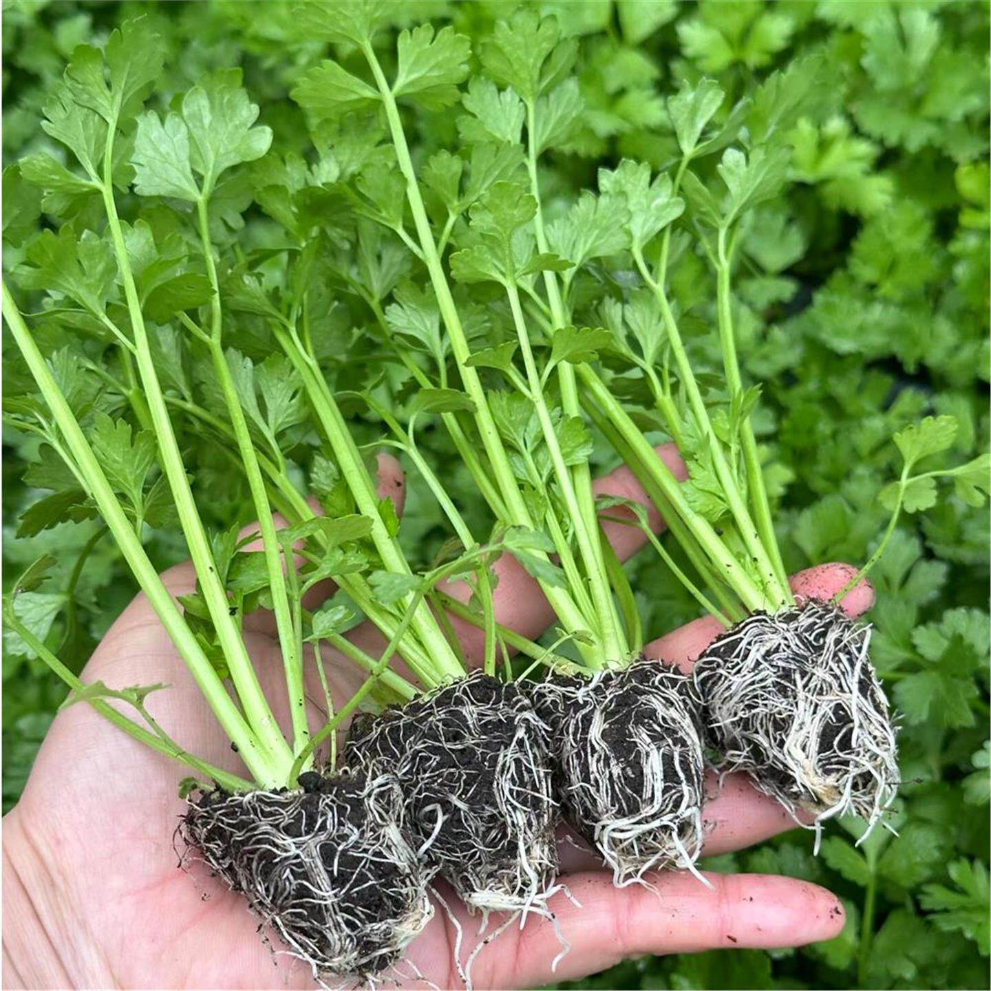 寿光蔬菜苗芹种子西小香红