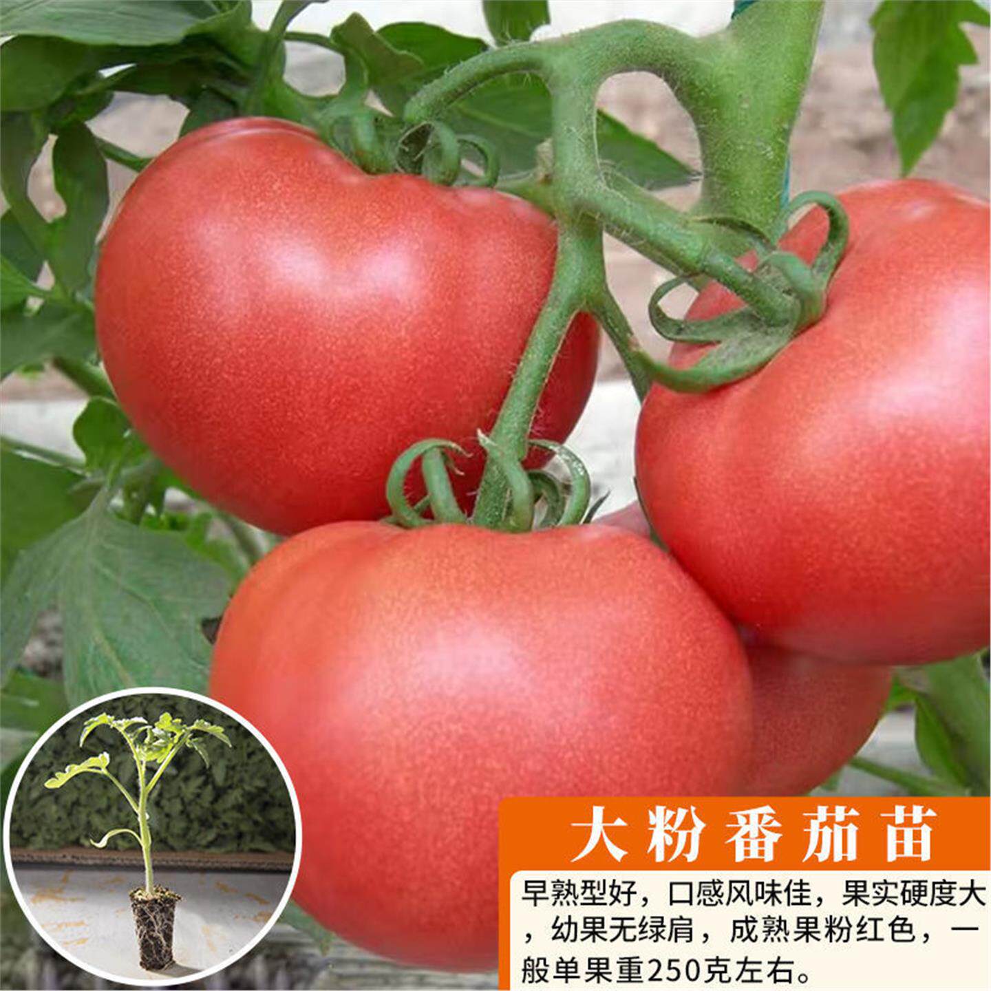 广东本地大番茄苗沙瓤粉种