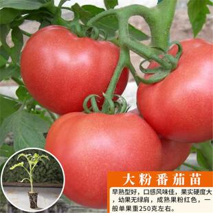 广东本地大番茄苗沙瓤大粉番茄种子农家毛粉水果西红柿苗蔬菜种孑