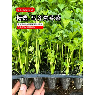 马齐沟芹菜苗四季香种子秋