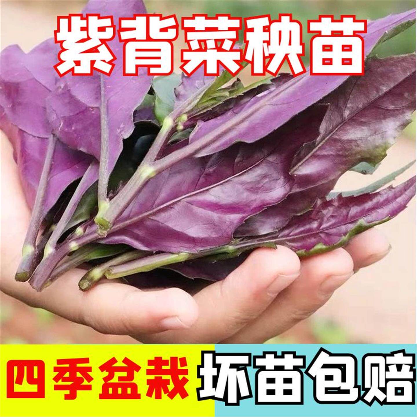 菜紫背天葵蔬苗四季盆栽春
