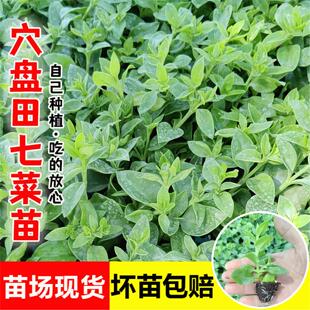 菜用田七秧苗食用穿心莲牡丹吊兰菜三七户外盆栽养心菜凉拌田园