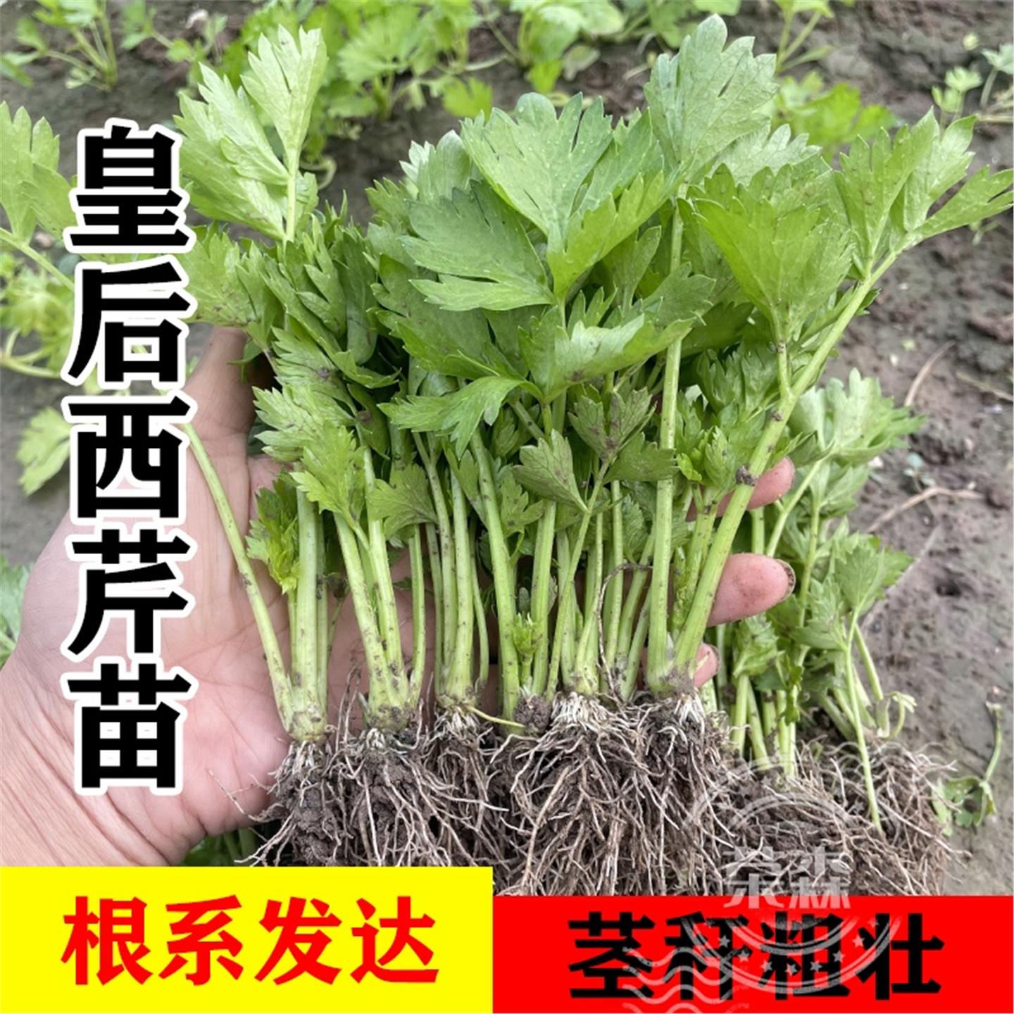 寿光大肉皇后西芹苗耐寒蔬