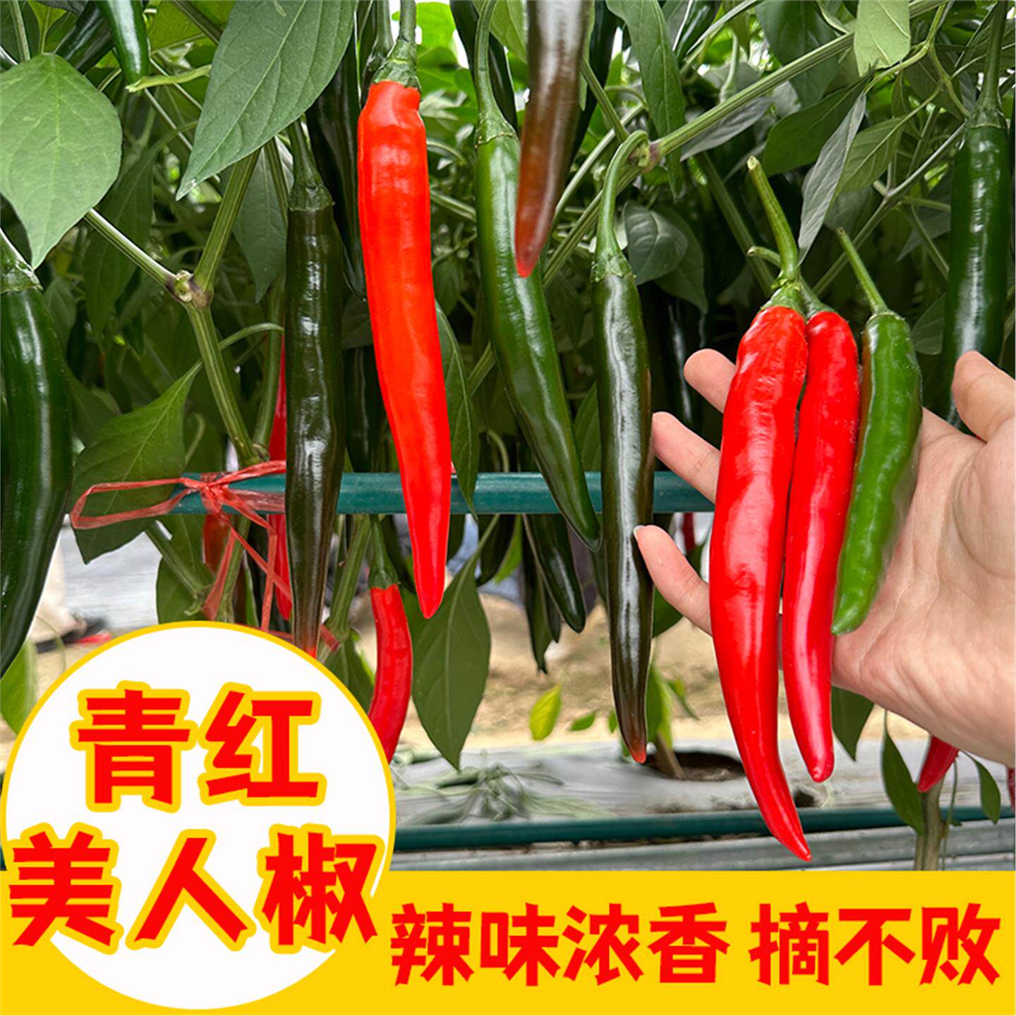 香辣美人椒苗子大树红尖种