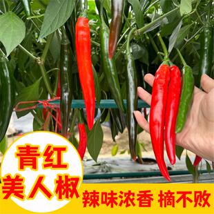 香辣美人椒苗子大树红尖椒红辣椒种子特香辣四季盆栽菜种苗种籽