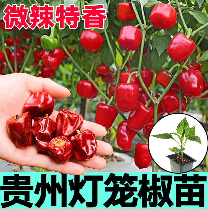正宗贵州红灯笼椒秧苗微辣