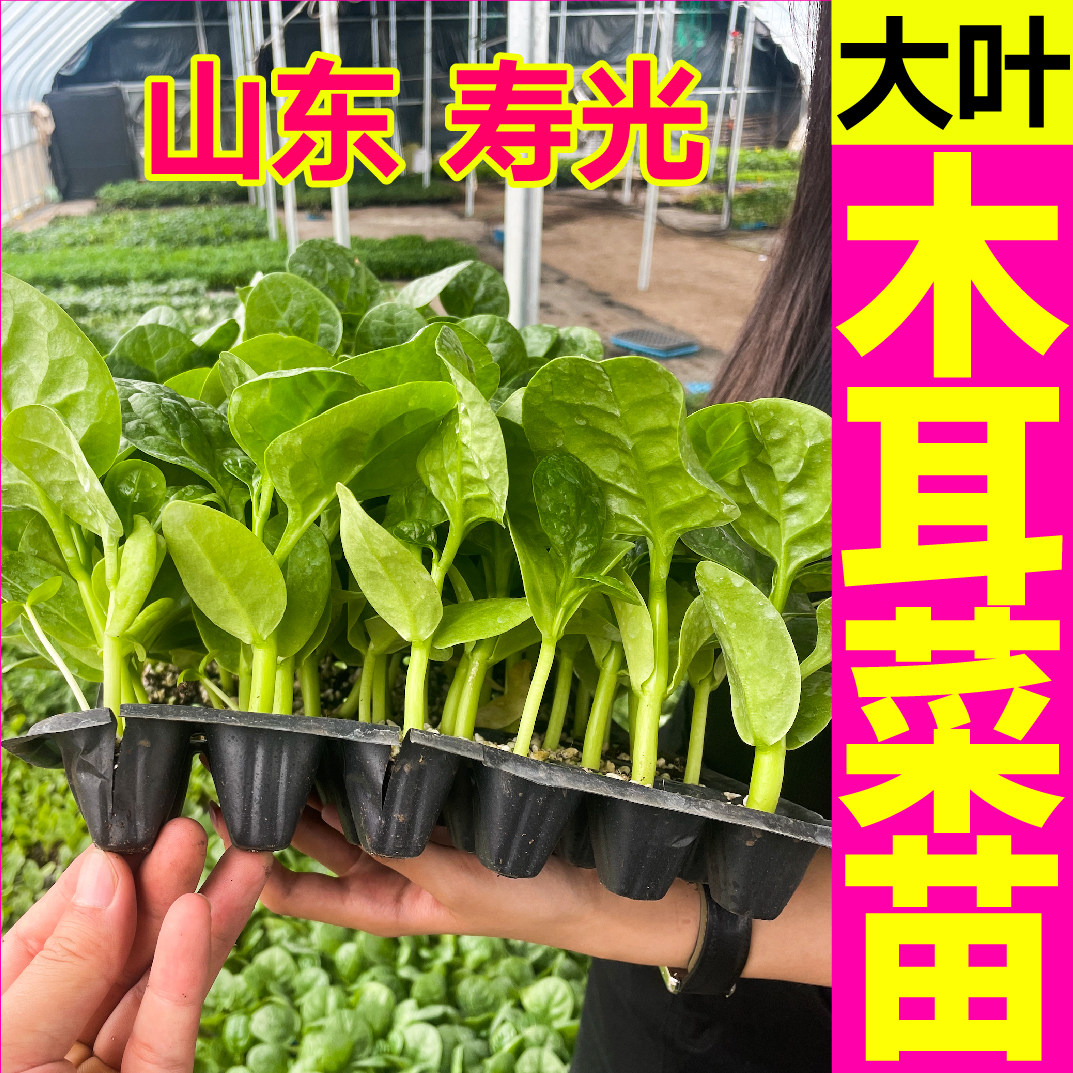 大叶圆木耳菜苗秧四季盆栽