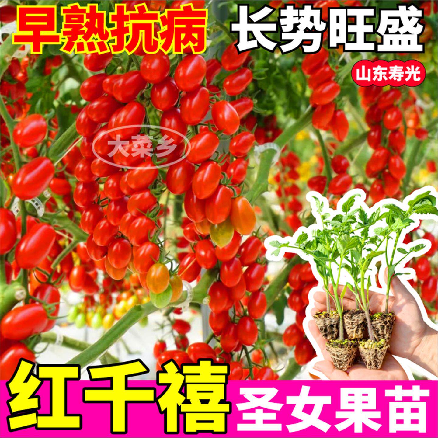 红千禧圣女果苗秧四季高产