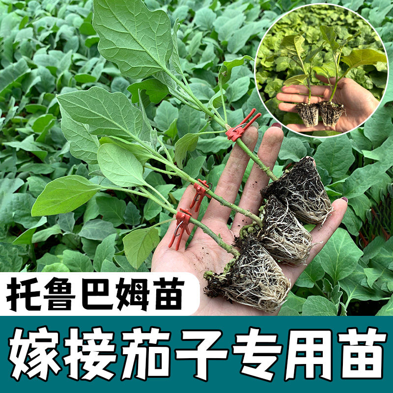 日本茄子砧木苗托鲁巴姆种