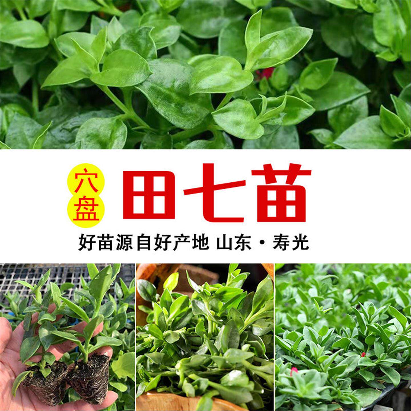 田七秧苗四季盆栽食用苗种子春季种田七阳台庭院四季蔬菜种子