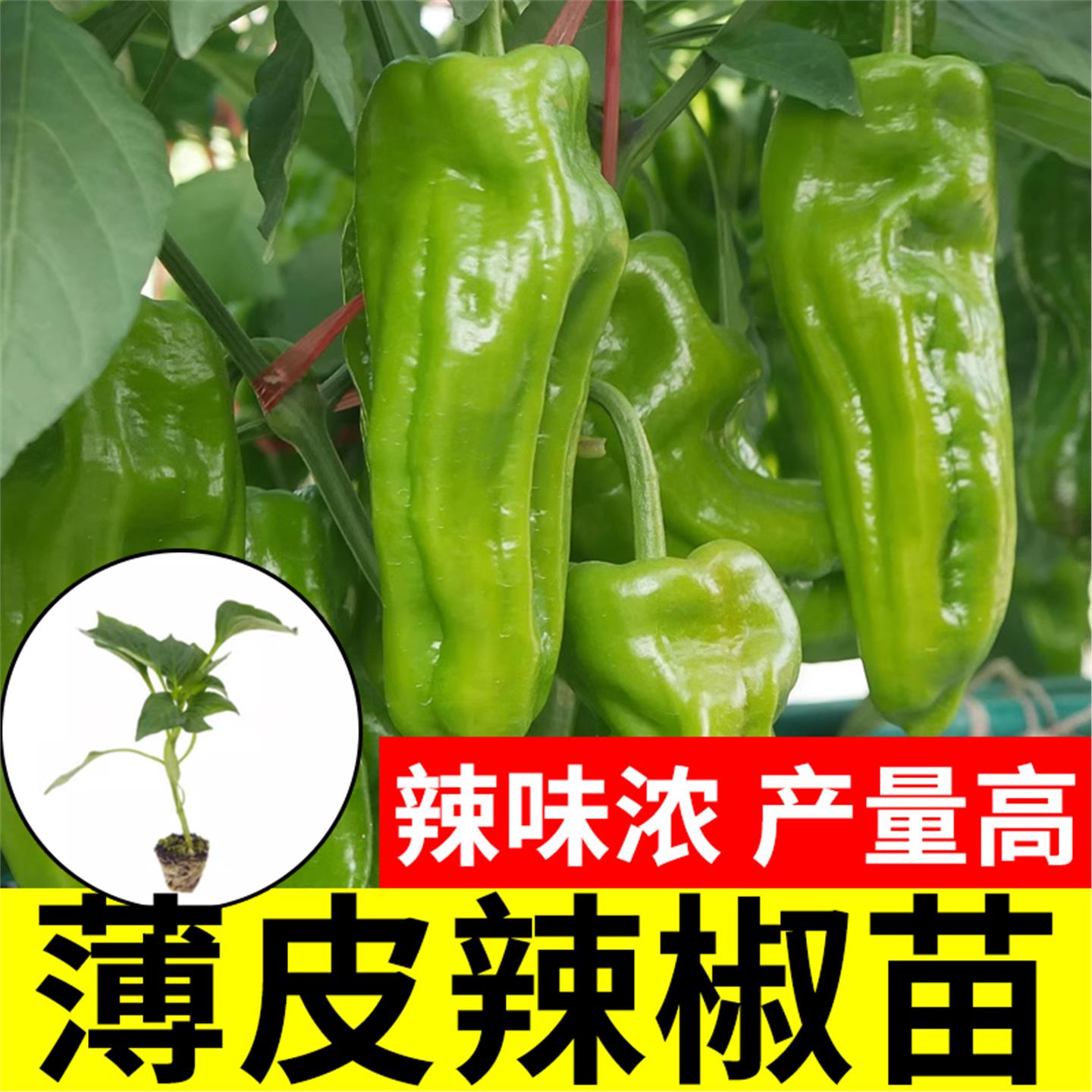 薄皮特大辣椒种子籽孑皱菜