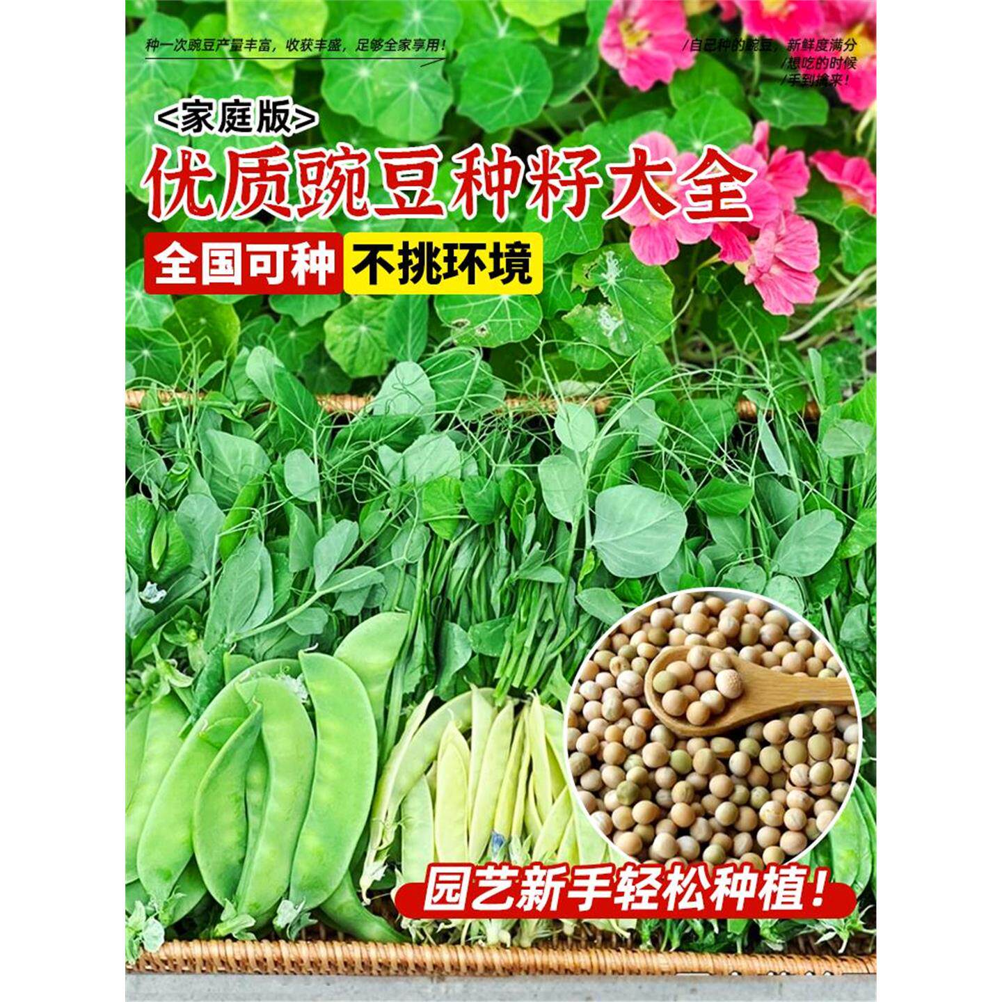 四季豌豆种籽子孑高产苗蚕