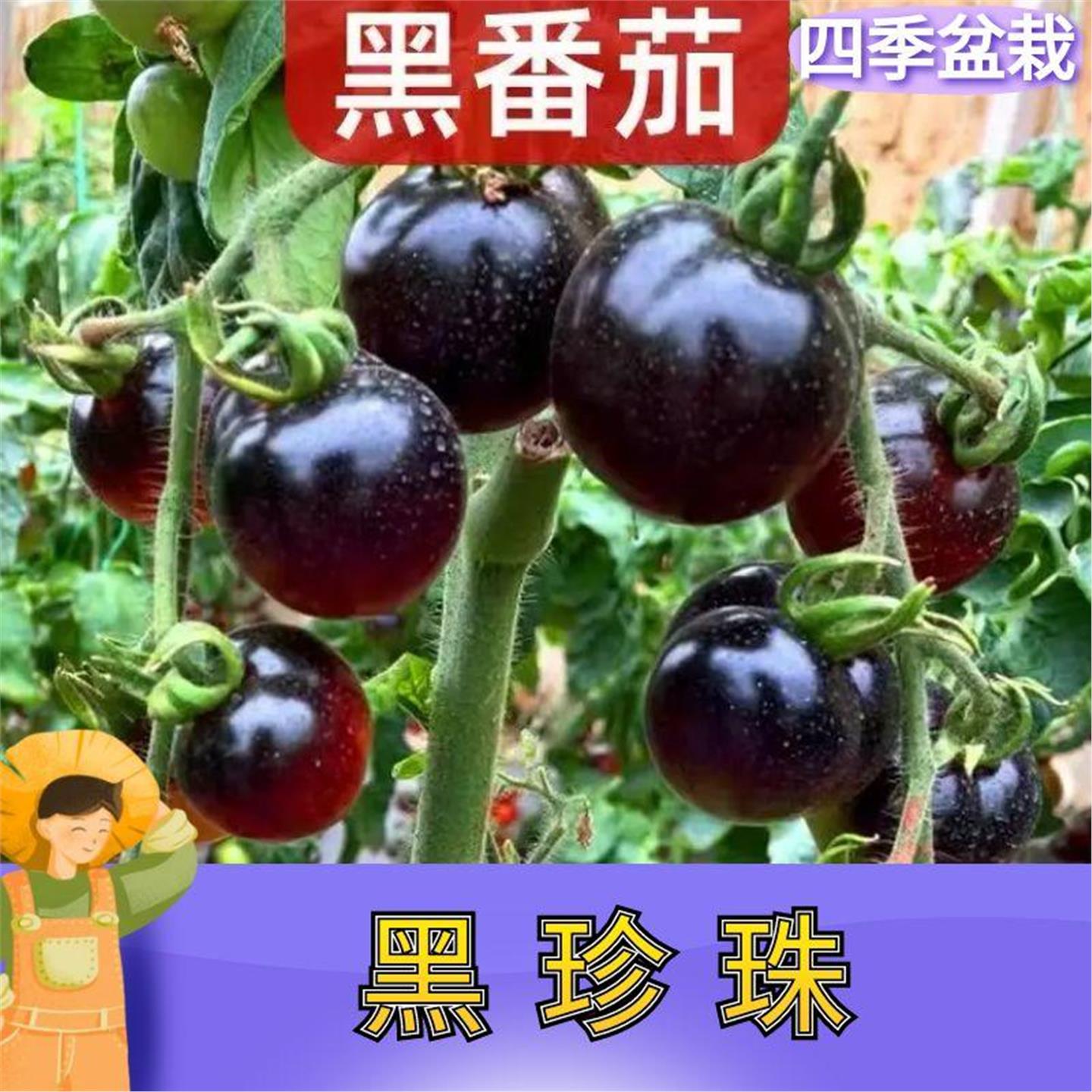 糖水炸弹黑珍珠黑番茄苗秧种籽小西红柿西黑柿秧苗蕃茄苗树