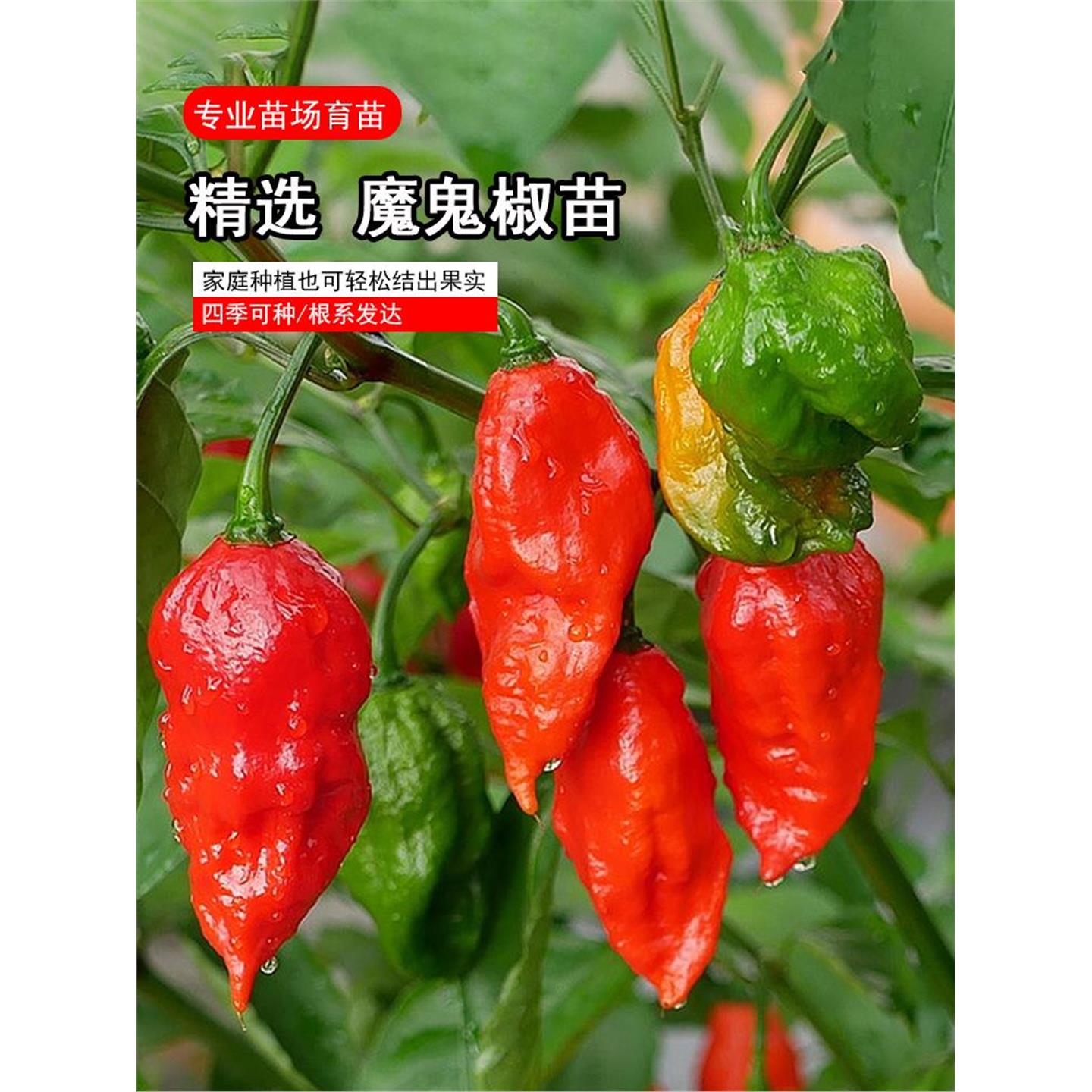 巨辣魔鬼椒苗秧带土球发货
