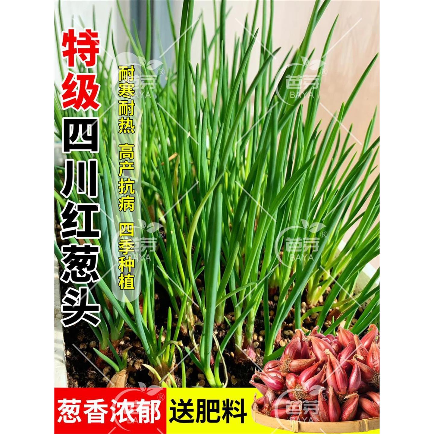 四季小香葱种头川子籽红本