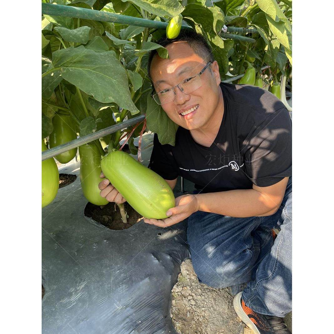 绿罐茄子种籽四季青皮耐