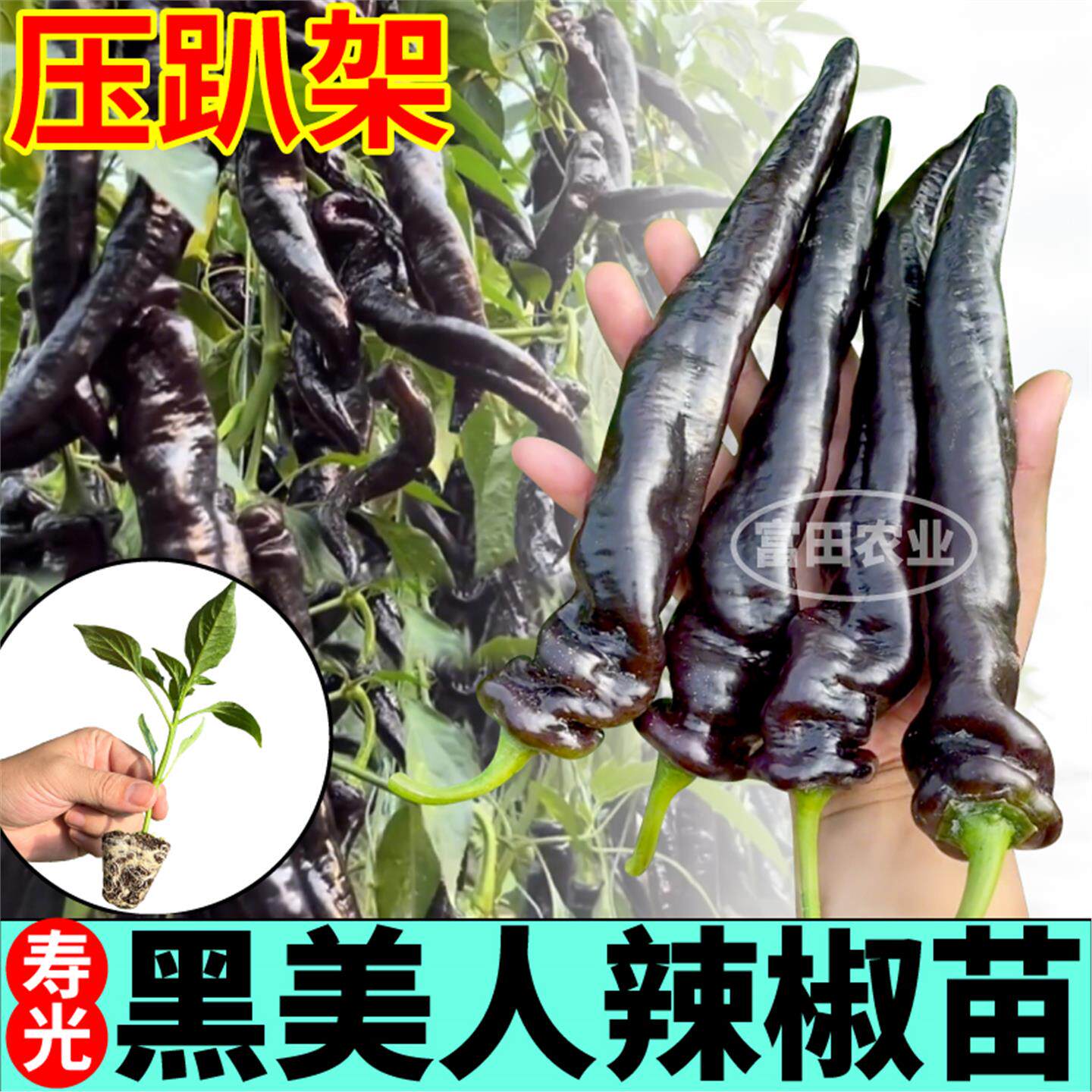 寿光黑美人辣椒苗紫螺丝椒黑妃辣椒种子四季盆栽香辣庭院高产抗病