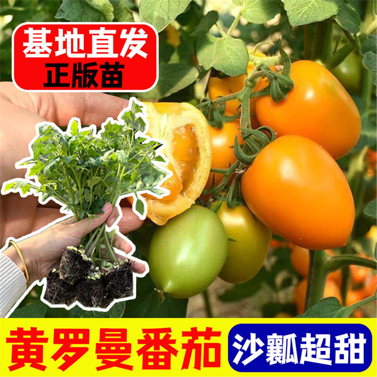 沙瓤口感黄罗曼番茄秧苗高产抗病带土球芒果蜜四季种子红黄西红柿