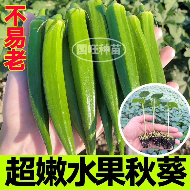 四季超嫩水果秋葵秧苗更耐