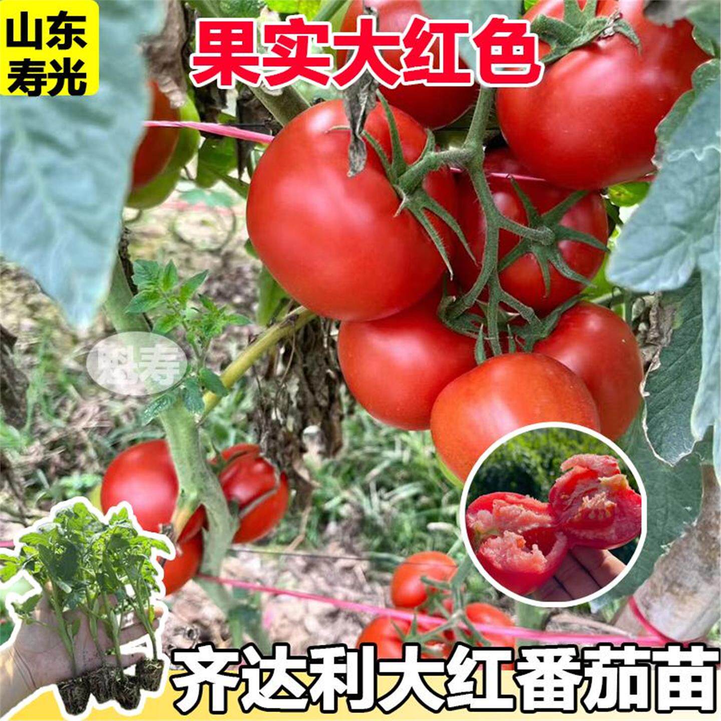 齐达利番茄苗大红蔬菜种子