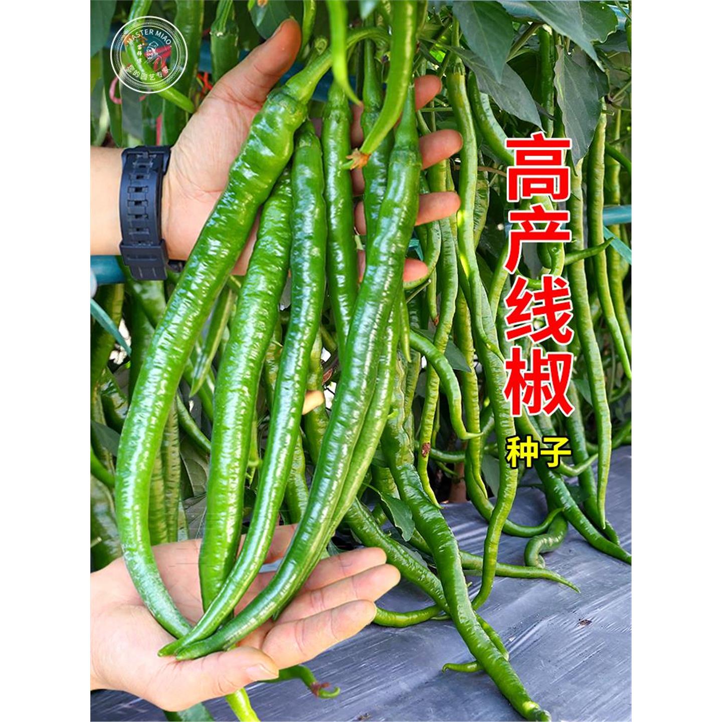 辣神线椒种子籽二荆条超南