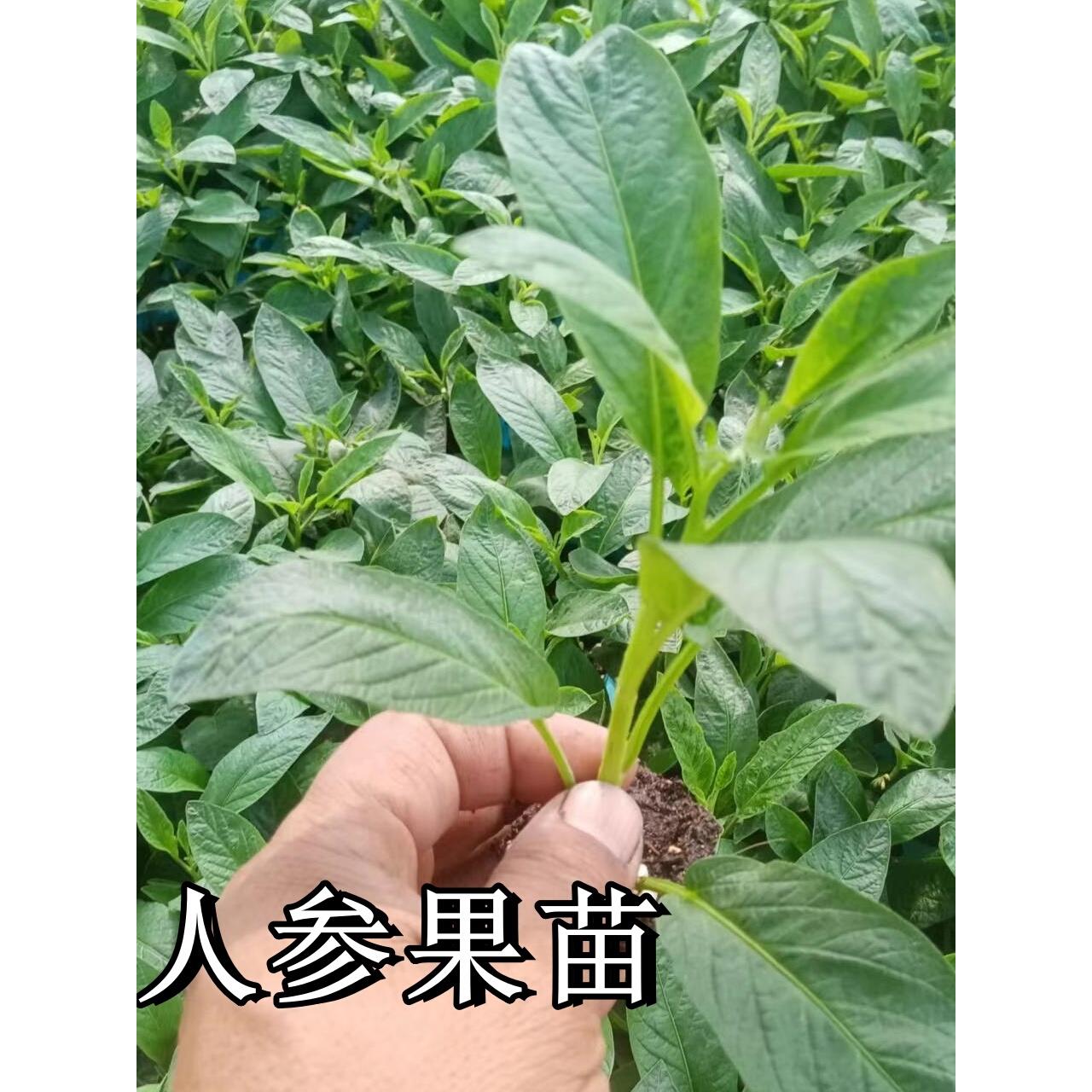人参果秧苗正宗生树盆栽水