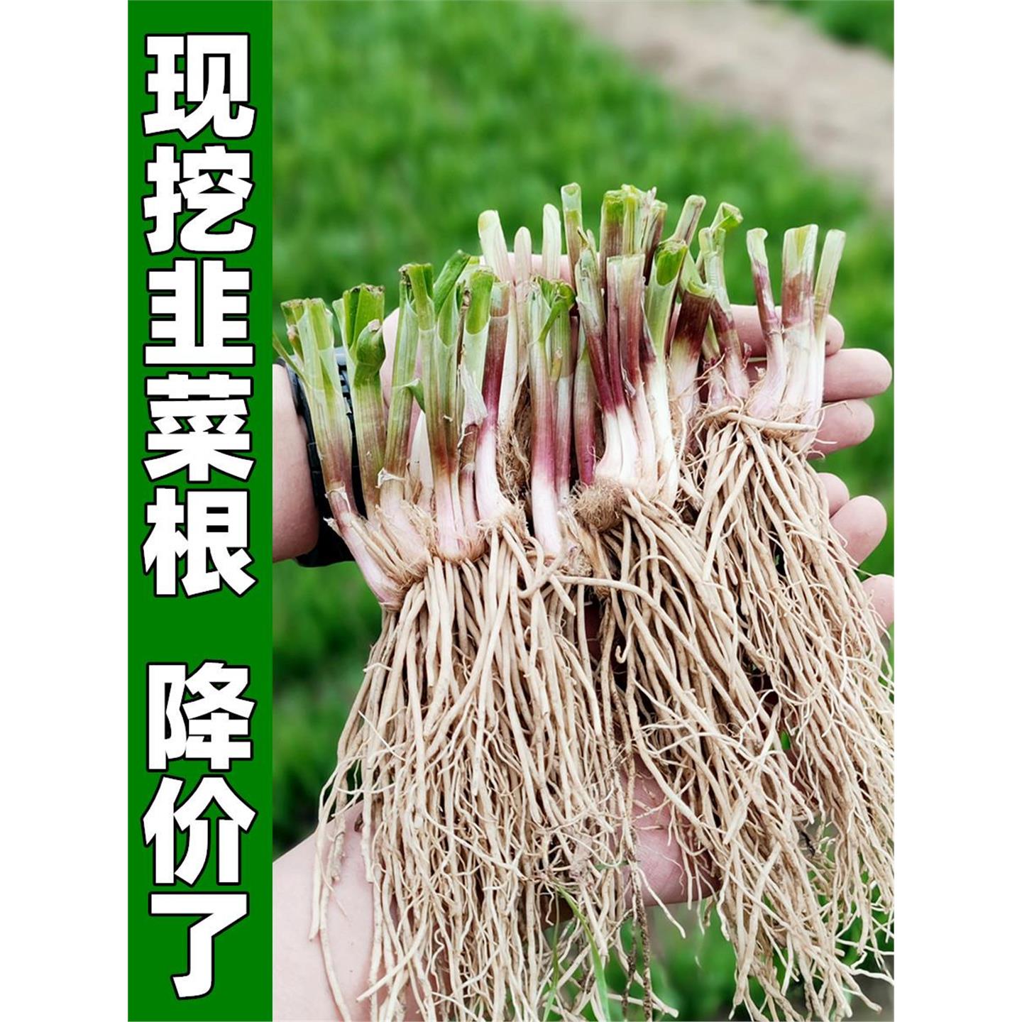 韭菜根苗四季紫宽叶现挖小